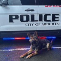 Aberdeen Officers  Apprehended Elma Man With Warrants By K9 After Trespass, Resistng Arrest 